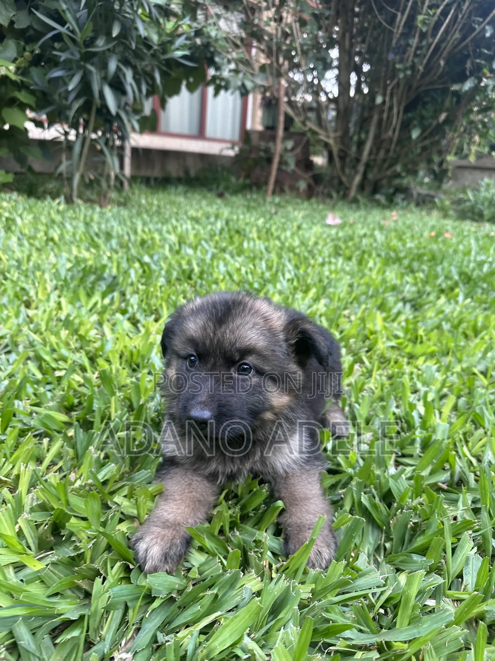 1-3 months Male Purebred German Shepherd