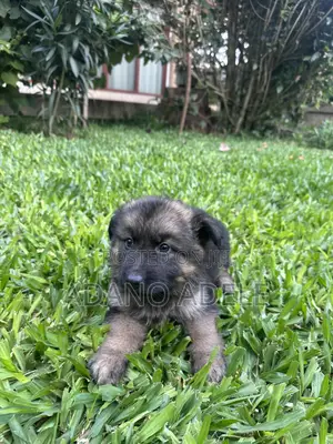 1-3 months Male Purebred German Shepherd