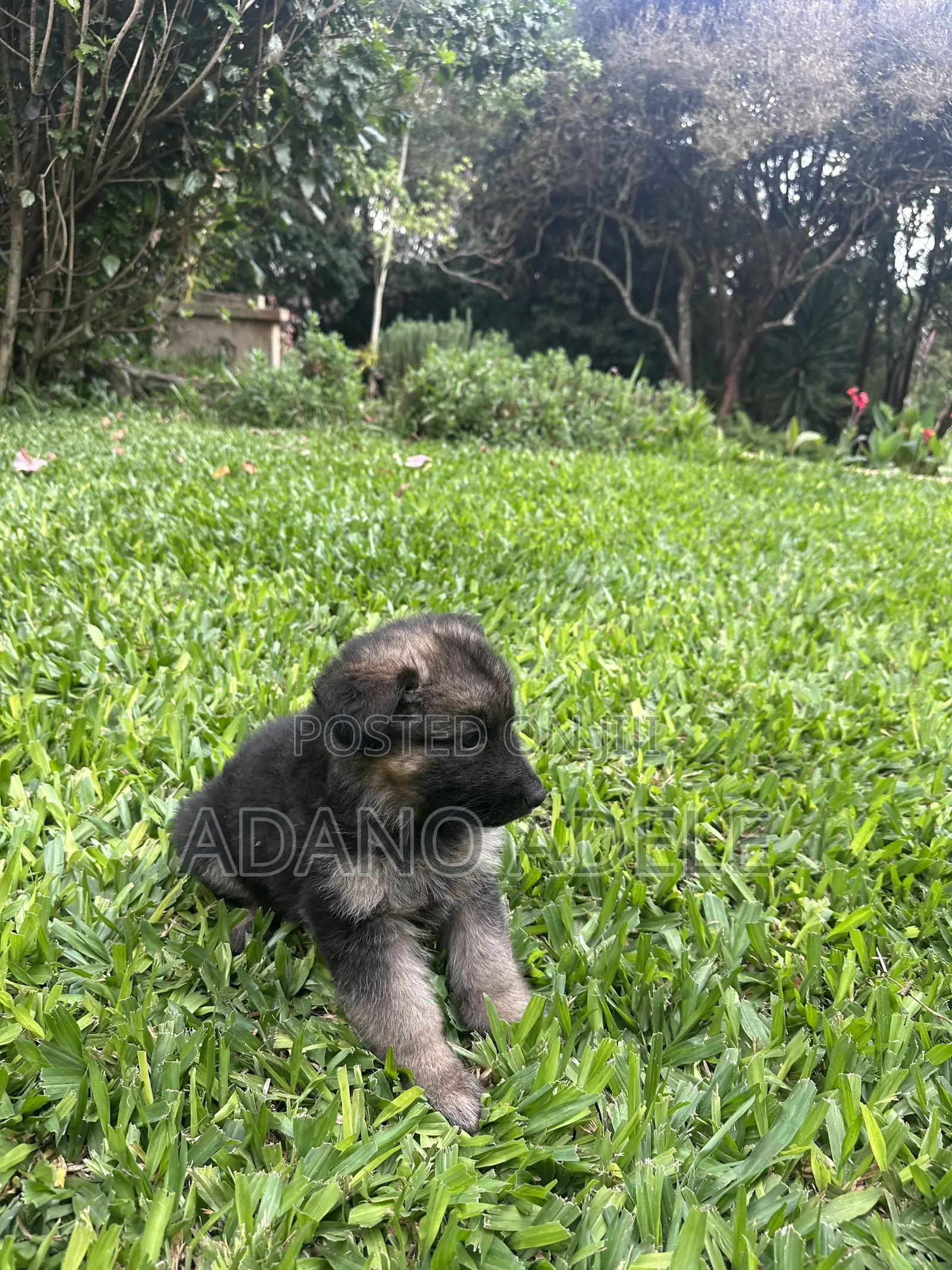 1-3 months Male Purebred German Shepherd
