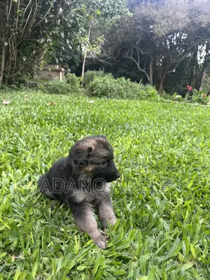 1-3 months Male Purebred German Shepherd
