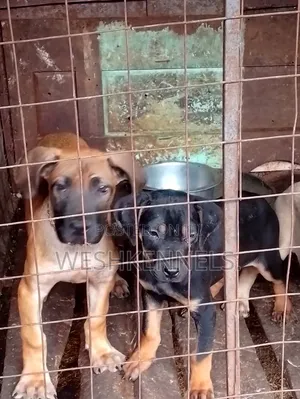 1-3 months Female Purebred Boerboel