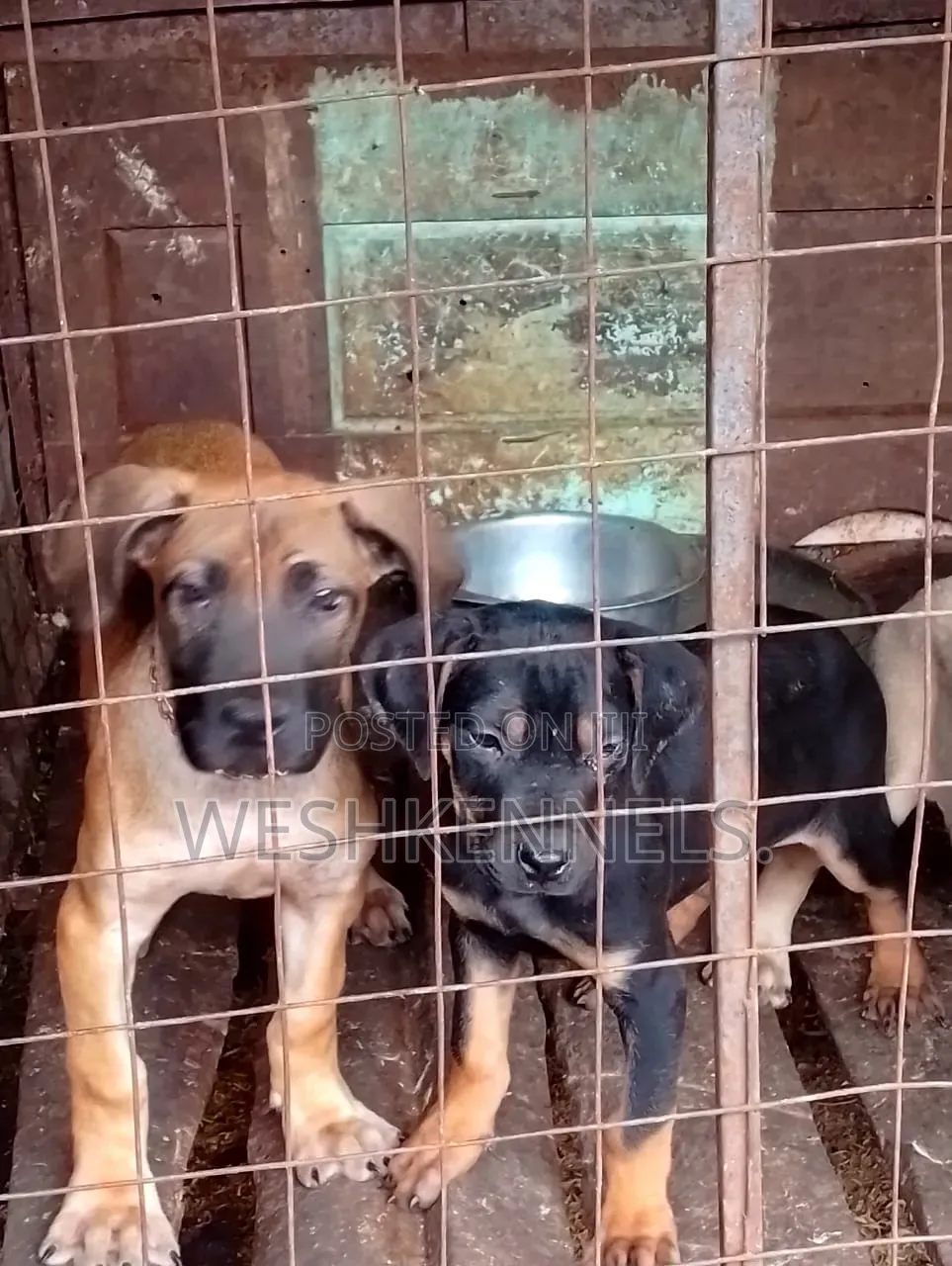 1-3 months Female Purebred Boerboel