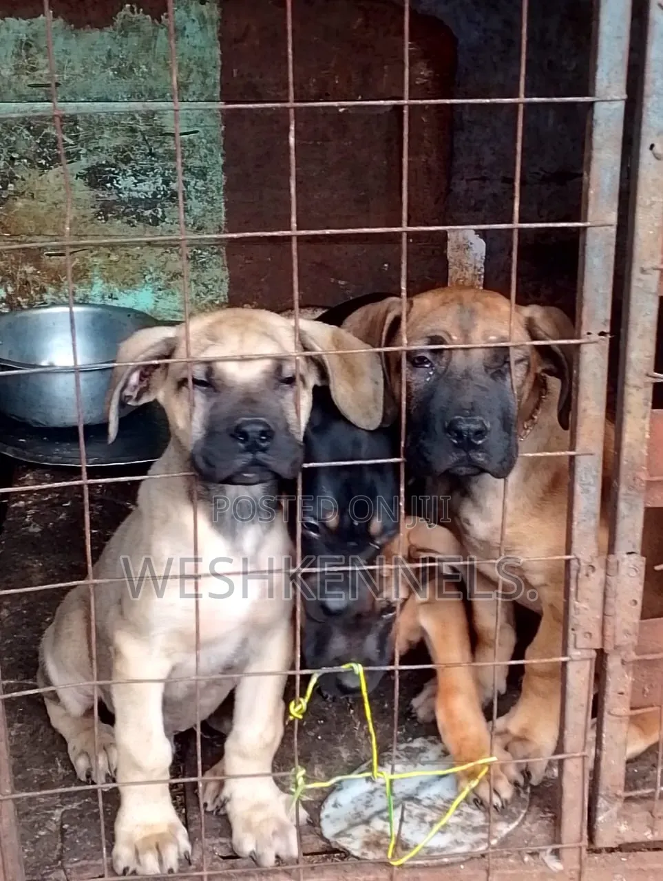 1-3 months Female Purebred Boerboel