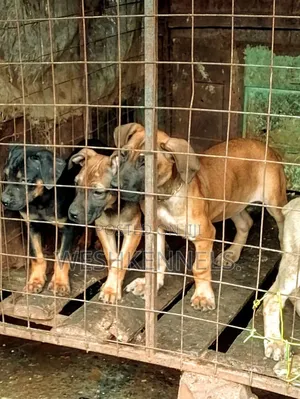 1-3 months Female Purebred Boerboel