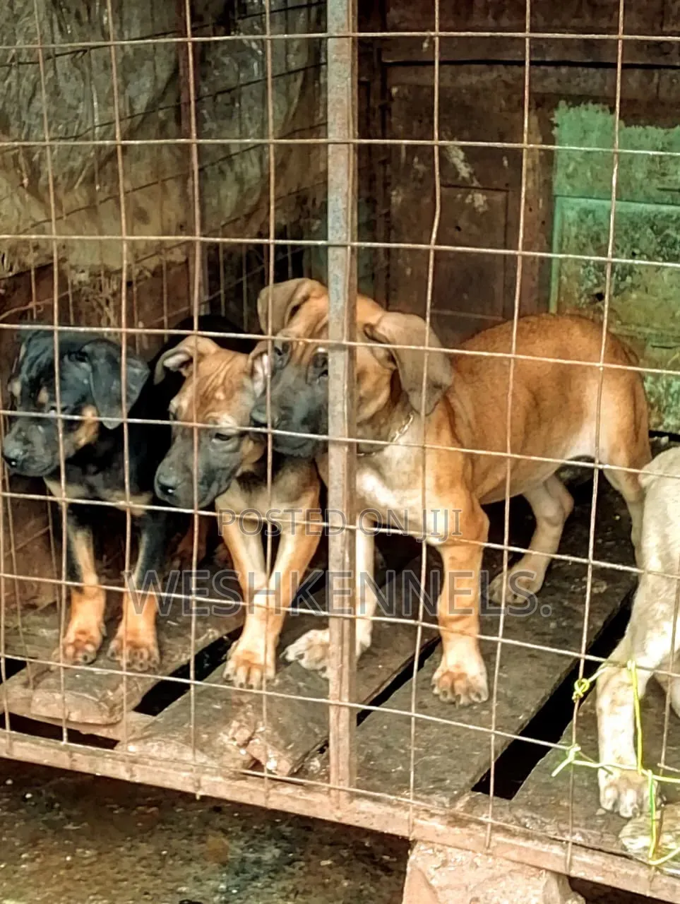 1-3 months Female Purebred Boerboel
