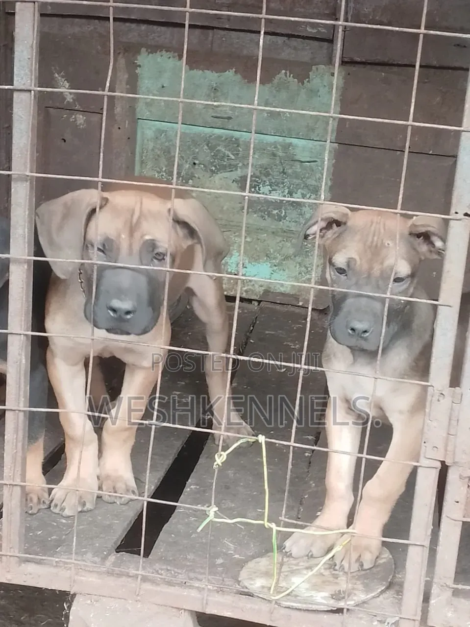 1-3 months Female Purebred Boerboel
