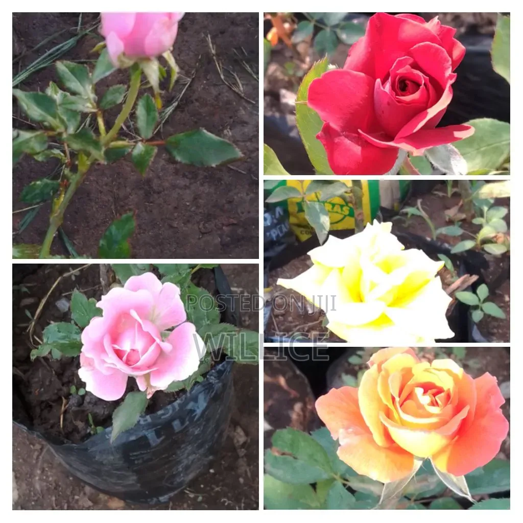 Rose Plants