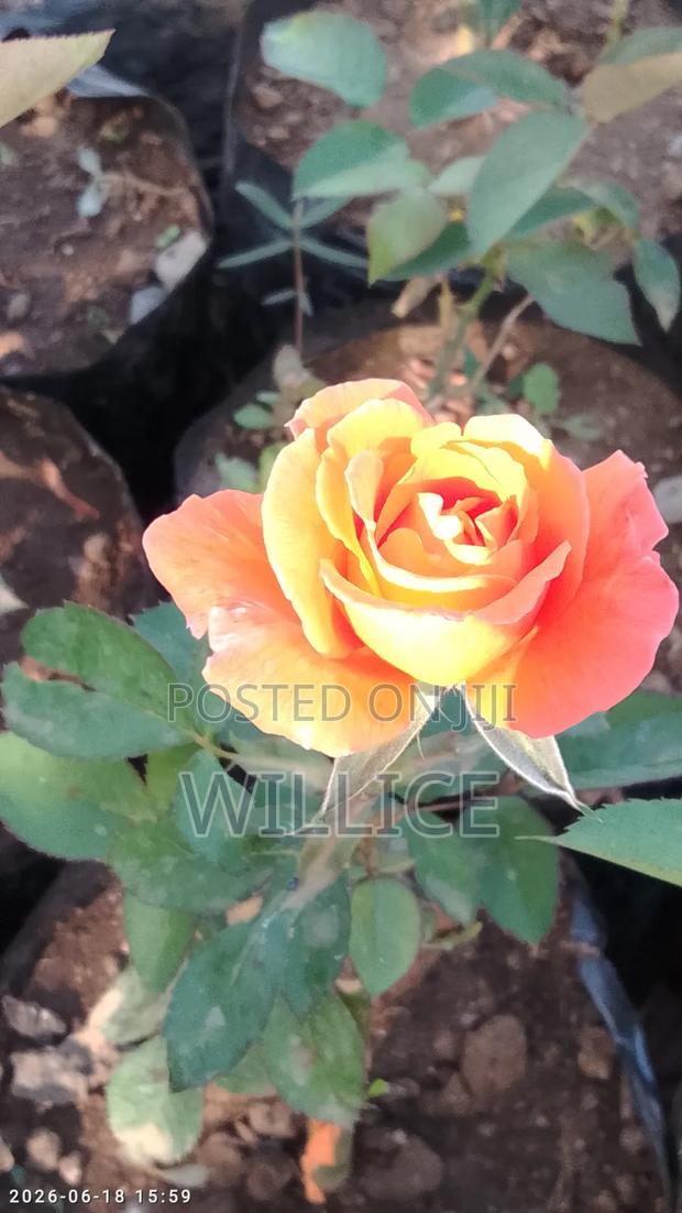 Rose Plants - thumbnail 2