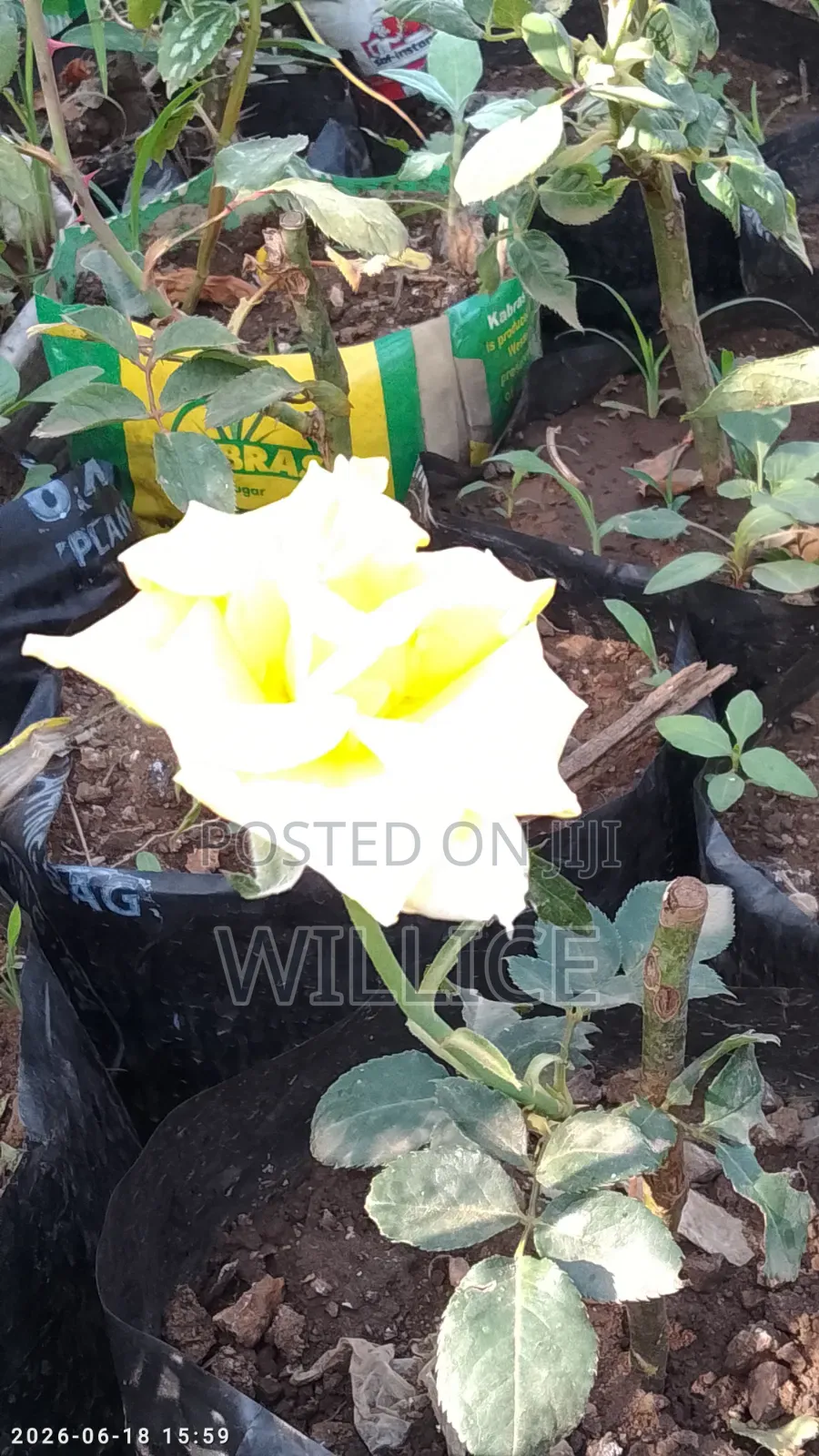Rose Plants