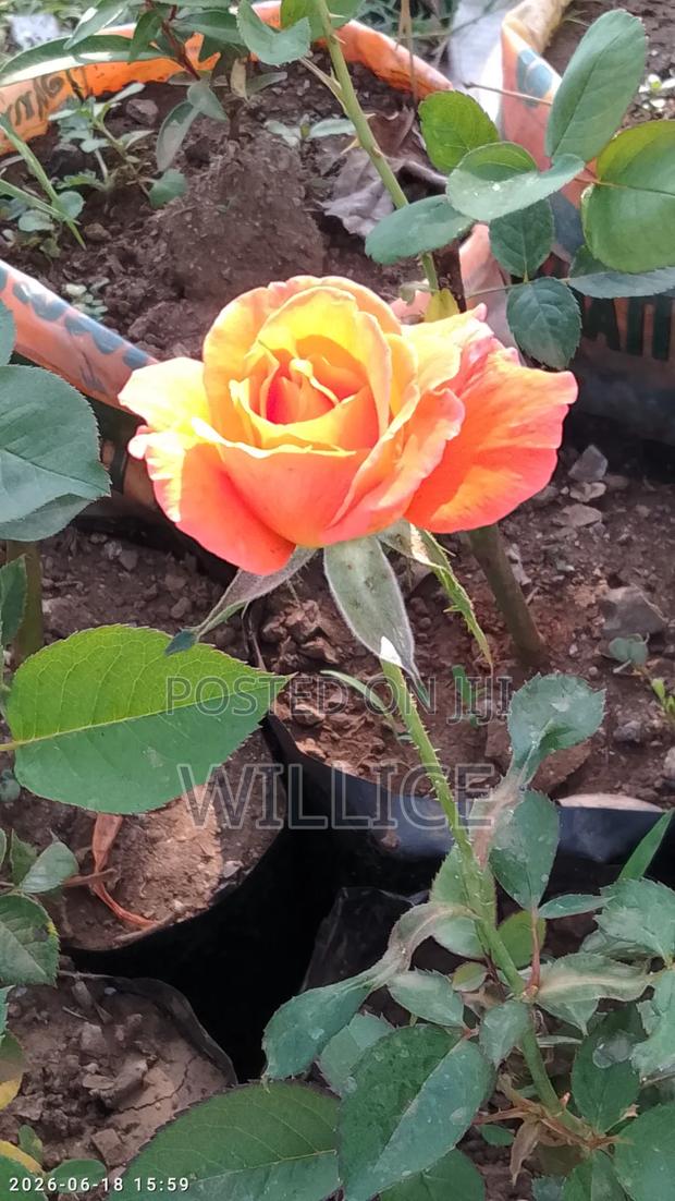 Rose Plants - thumbnail 4