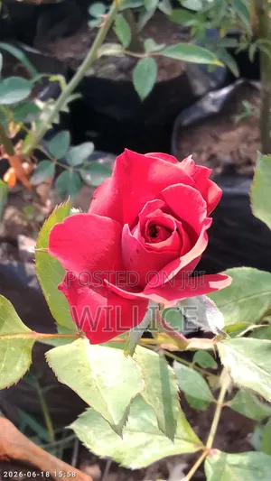 Rose Plants