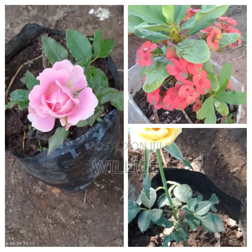 Rose Plants