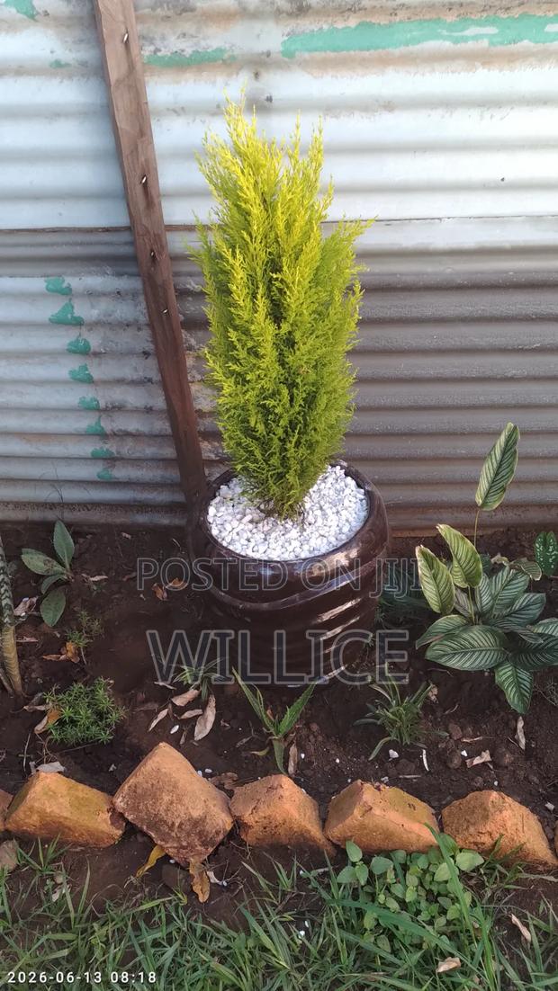 Poted Lemon Cypress