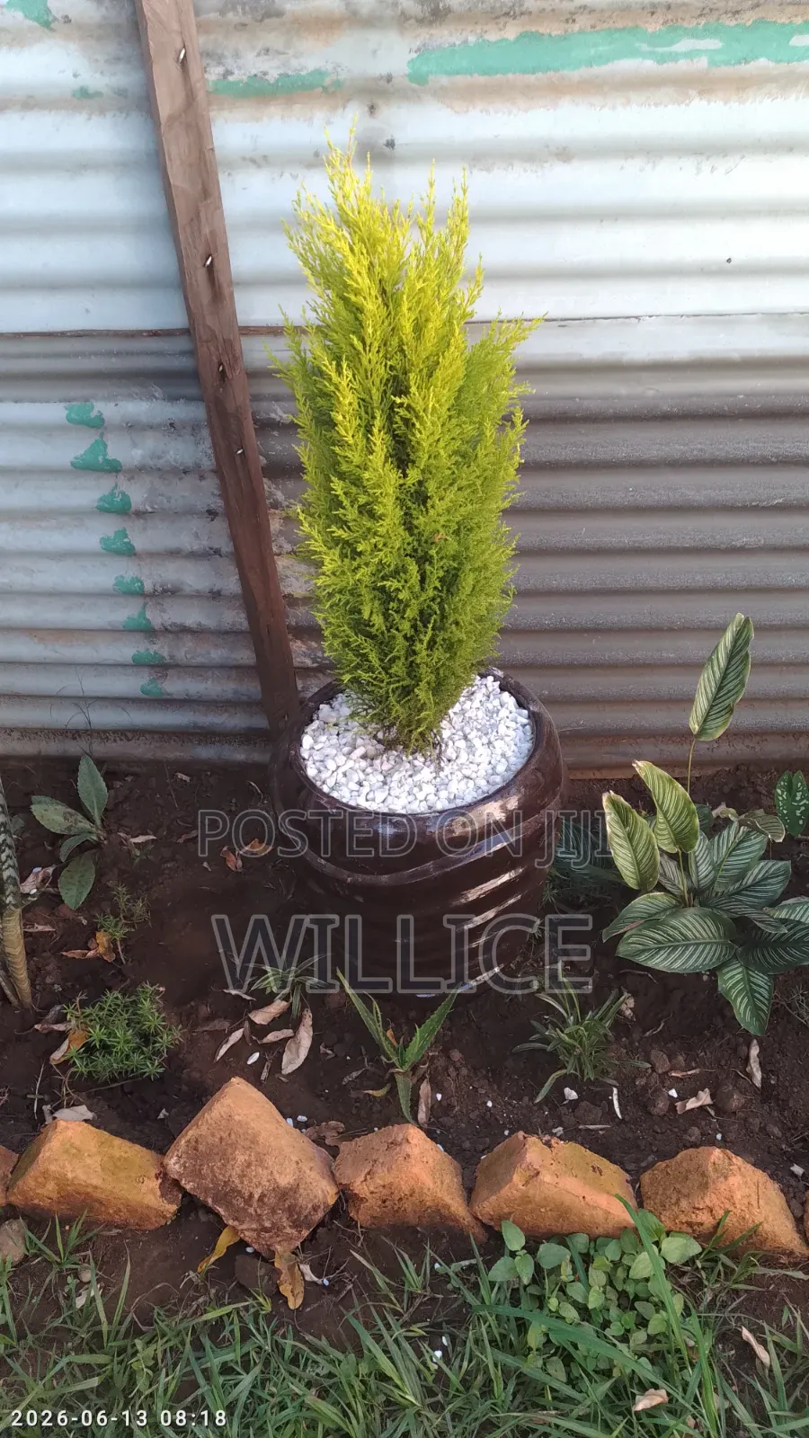 Poted Lemon Cypress