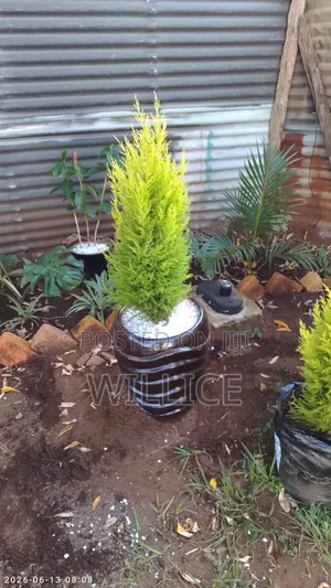 Poted Lemon Cypress