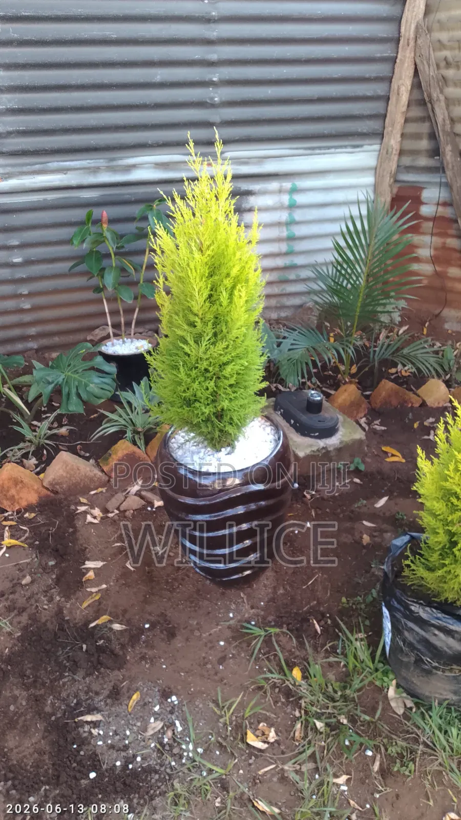 Poted Lemon Cypress