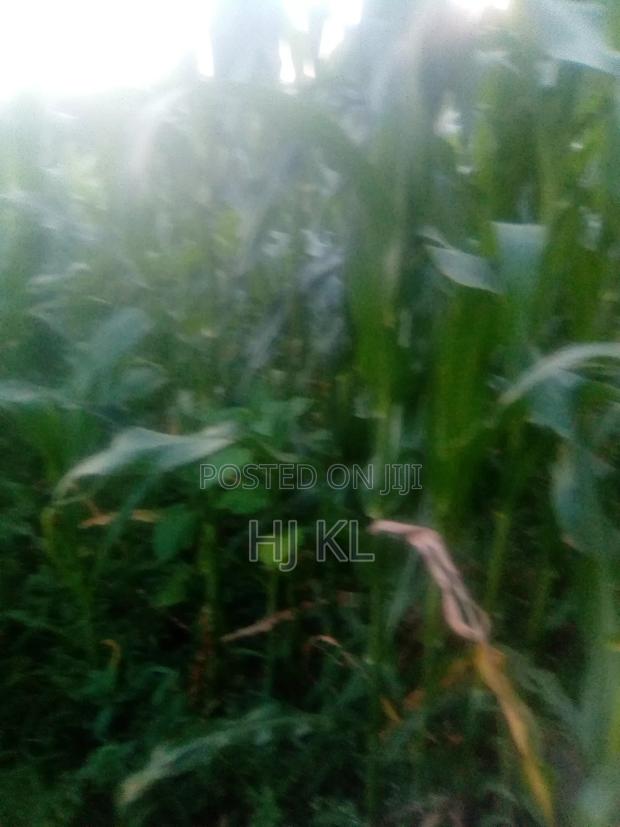 Land for Sale - thumbnail 2