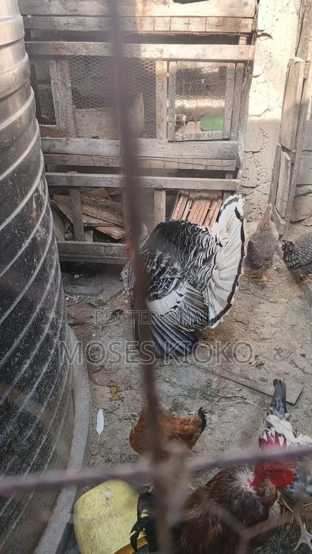 Mature Healthy Turkey for Sale