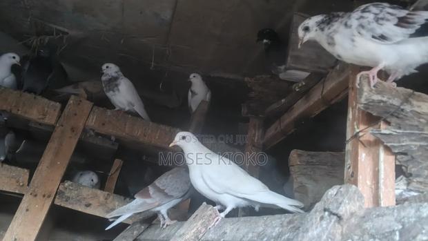 Beautiful Healthy Pigeons for Quick Sale