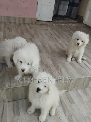 1-3 months Male Purebred Maltese