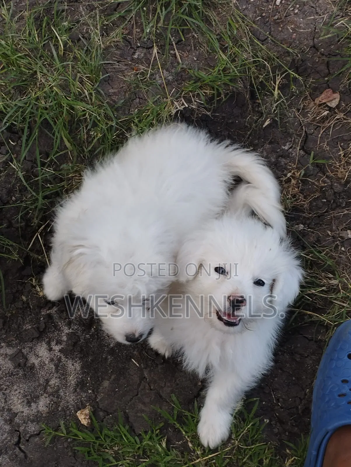 1-3 months Male Purebred Maltese