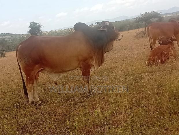 Sahiwal Breeding Bull