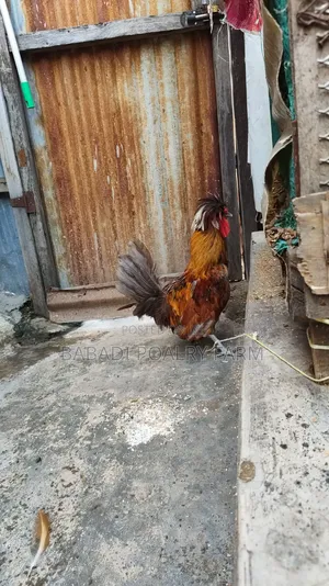 Male Polish Chicken