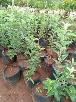 Quality Grafted Red Apples