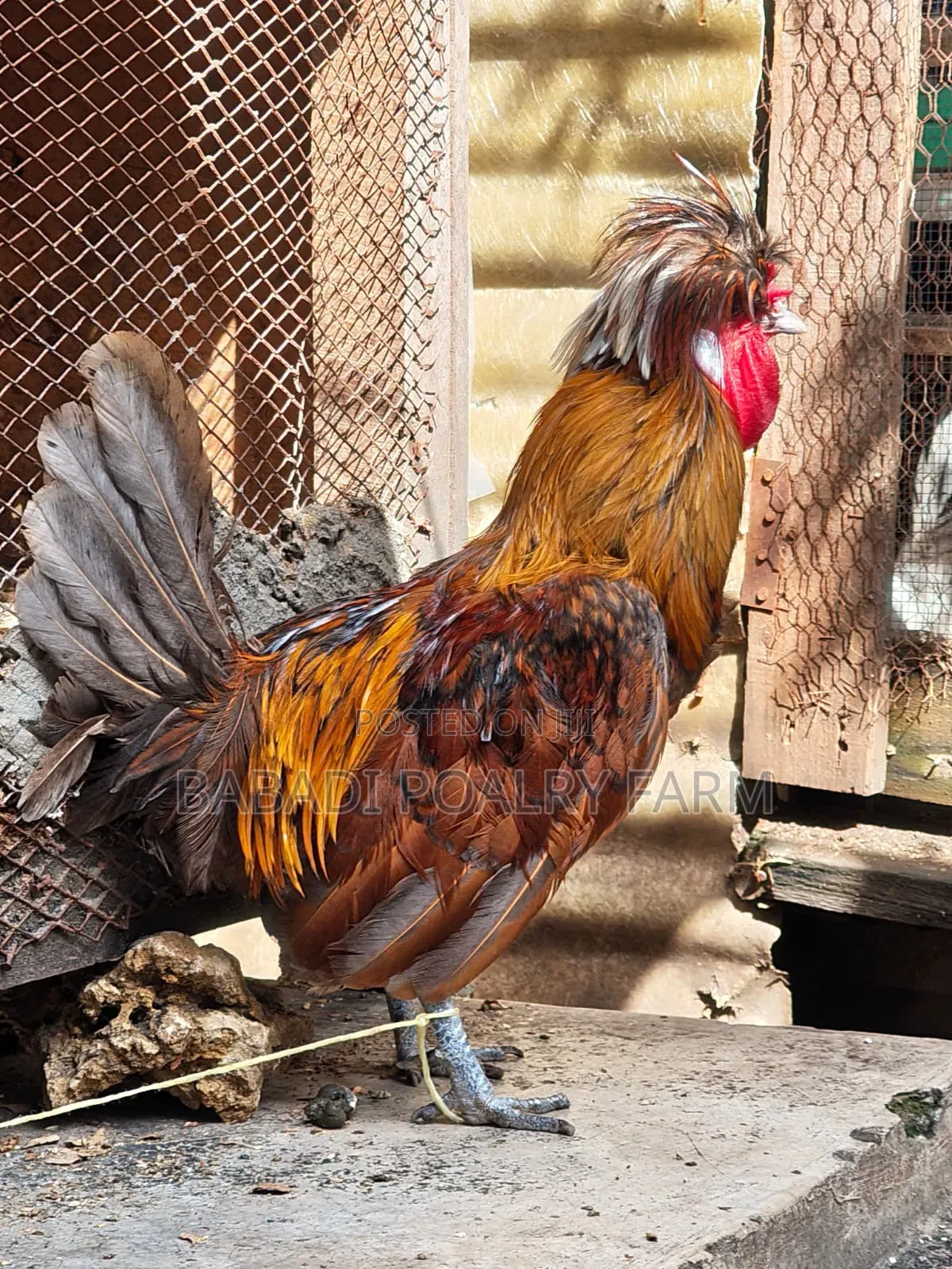 Male Polish Chicken