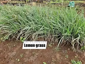 Herbs for Kitchen Gardening