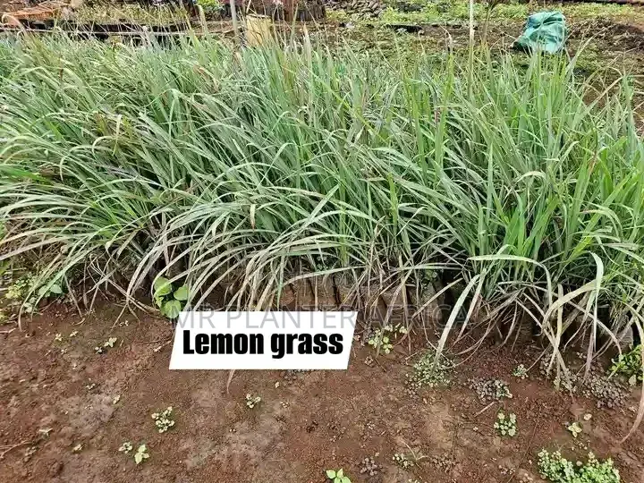 Herbs for Kitchen Gardening