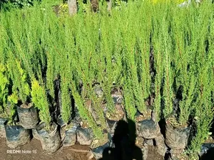 Ornamental Plants for Landscaping