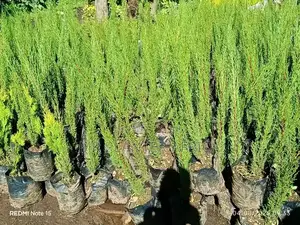 Ornamental Plants for Landscaping