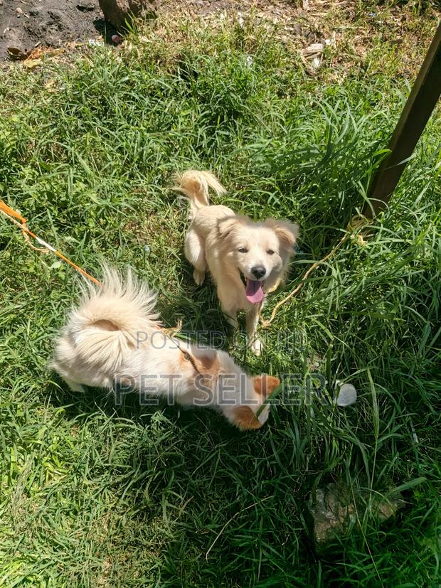6-12 months Female Purebred Icelandic Sheepdog - main view