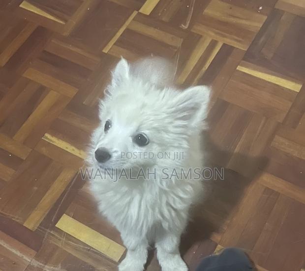 1-3 months Male Purebred Maltese