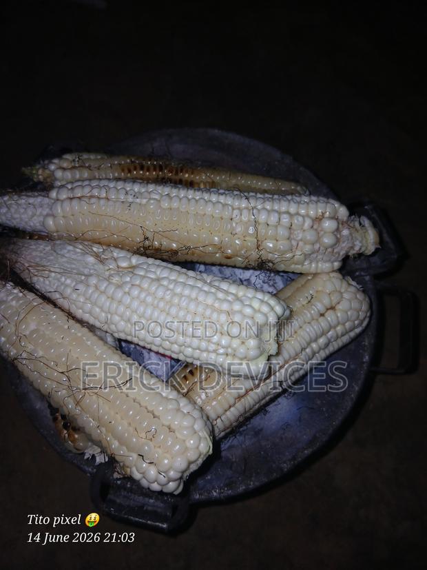 Ready Maize to Roast