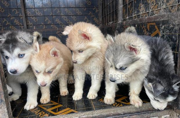 1-3 months Male Purebred Siberian Husky - main view