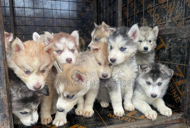 1-3 months Female Purebred Siberian Husky