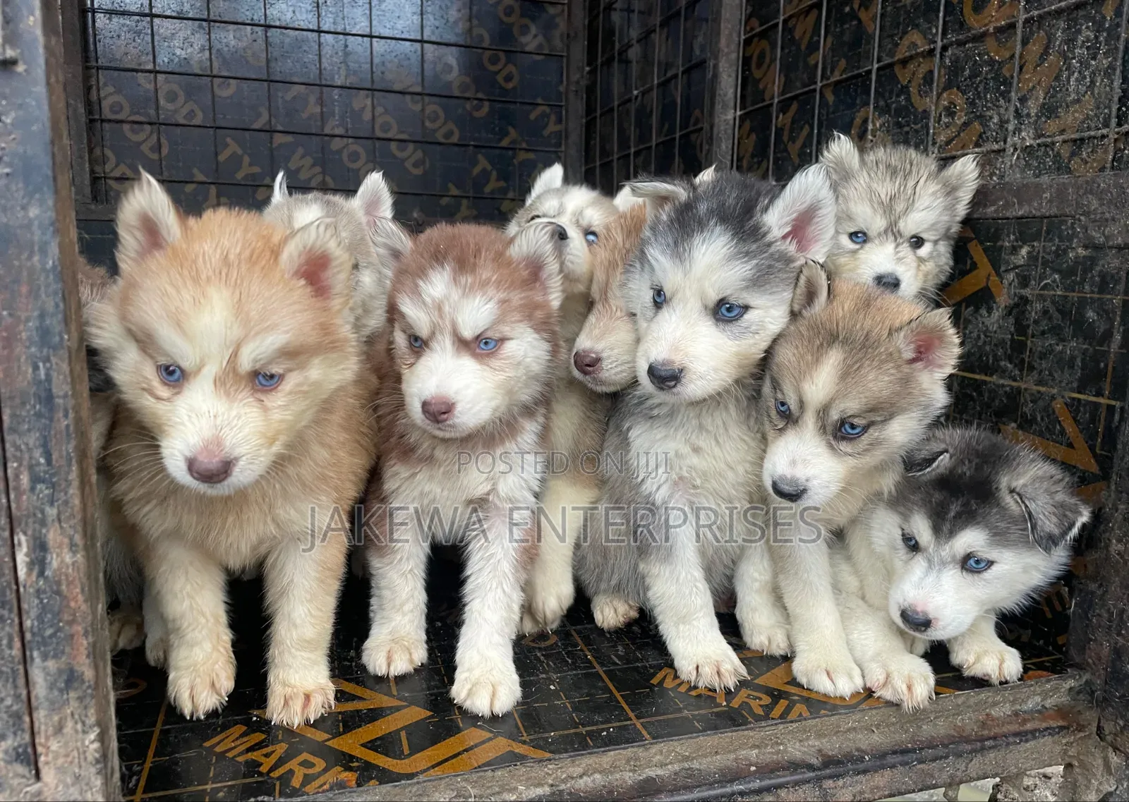 1-3 months Male Purebred Siberian Husky