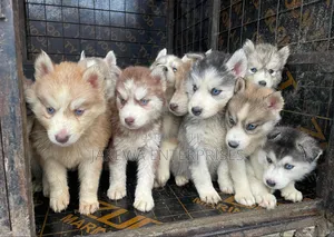 1-3 months Male Purebred Siberian Husky