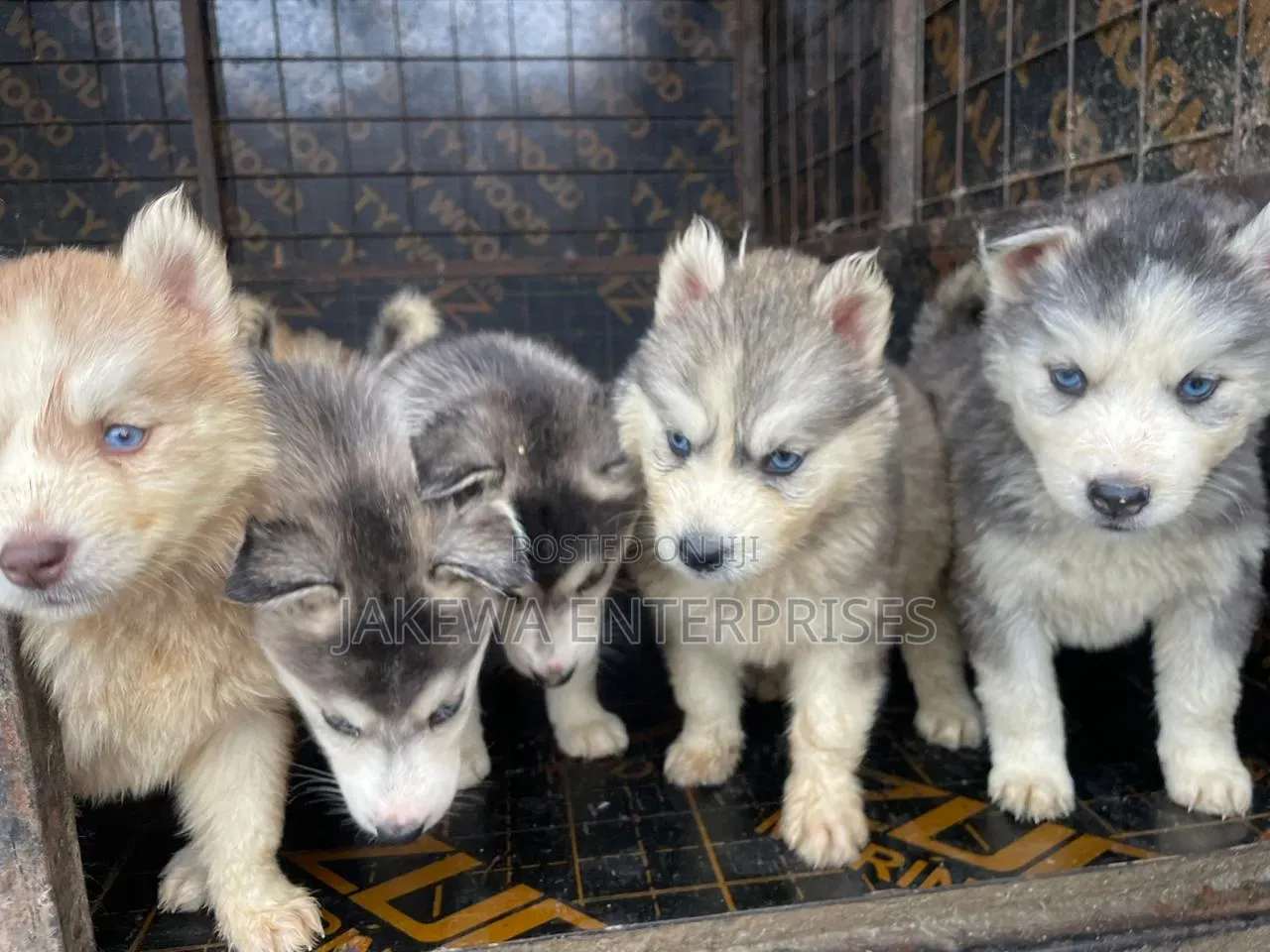 1-3 months Female Purebred Siberian Husky