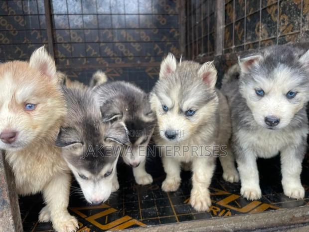 1-3 months Female Purebred Siberian Husky