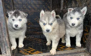 1-3 months Female Purebred Siberian Husky