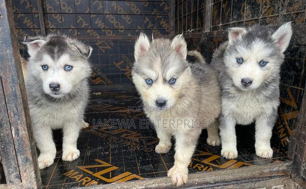 1-3 months Female Purebred Siberian Husky