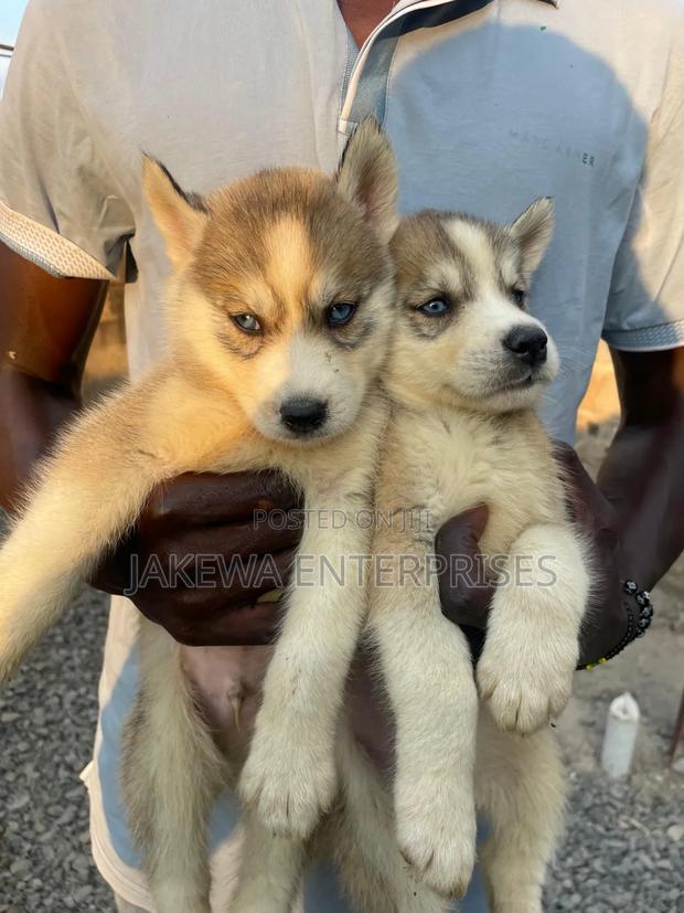 1-3 months Male Purebred Siberian Husky