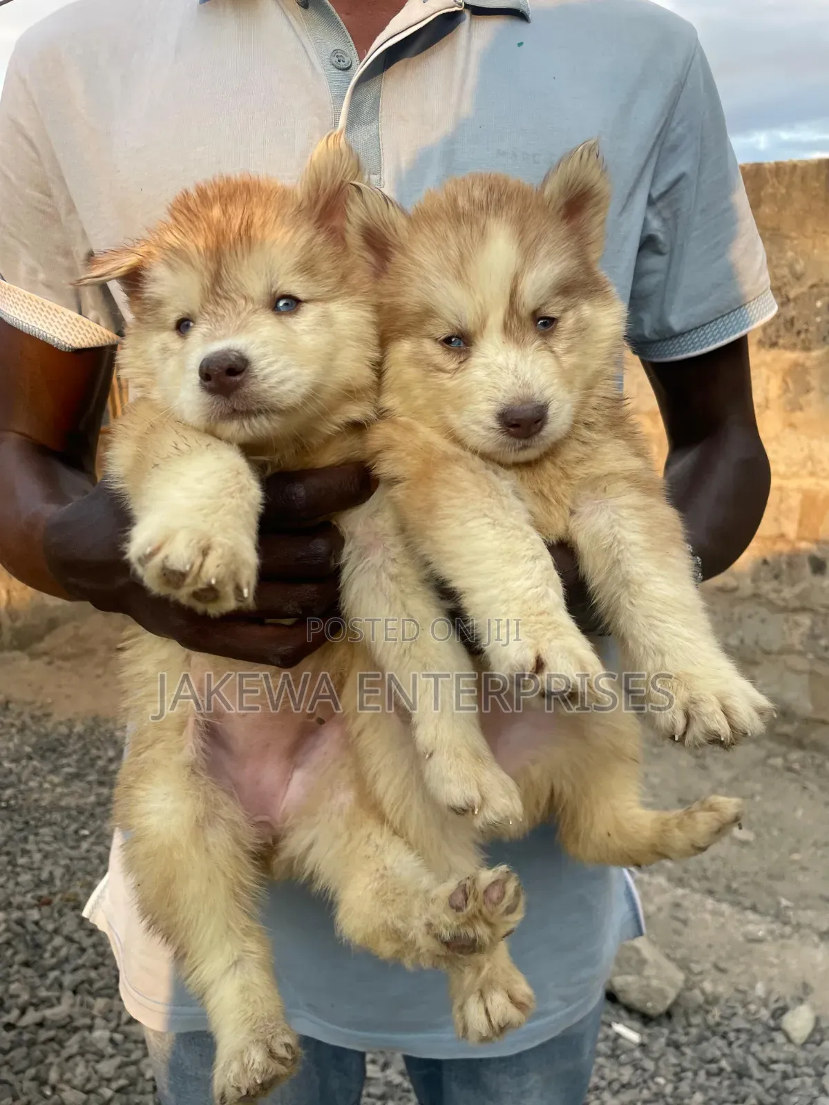 1-3 months Male Purebred Siberian Husky