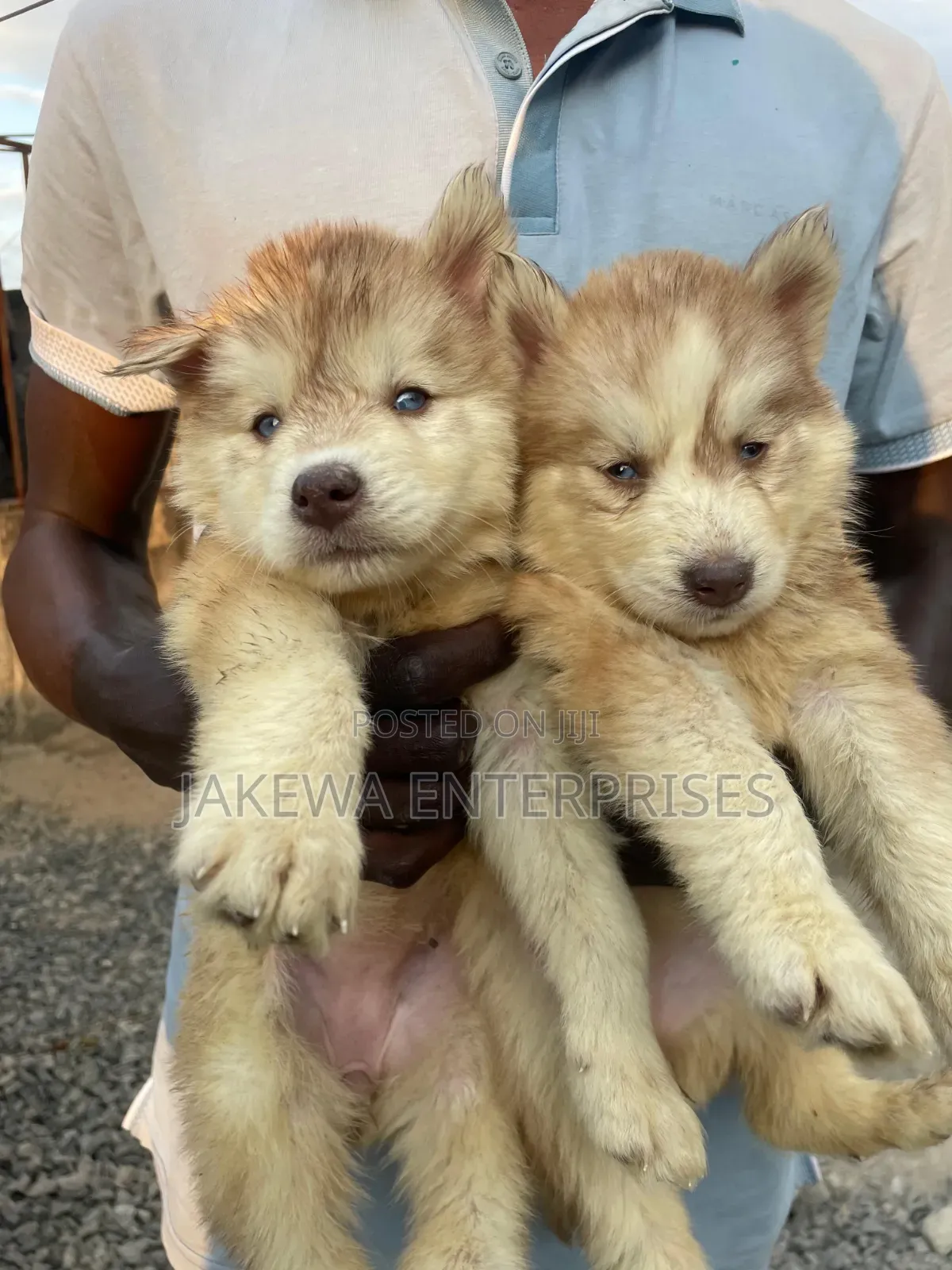 1-3 months Male Purebred Siberian Husky