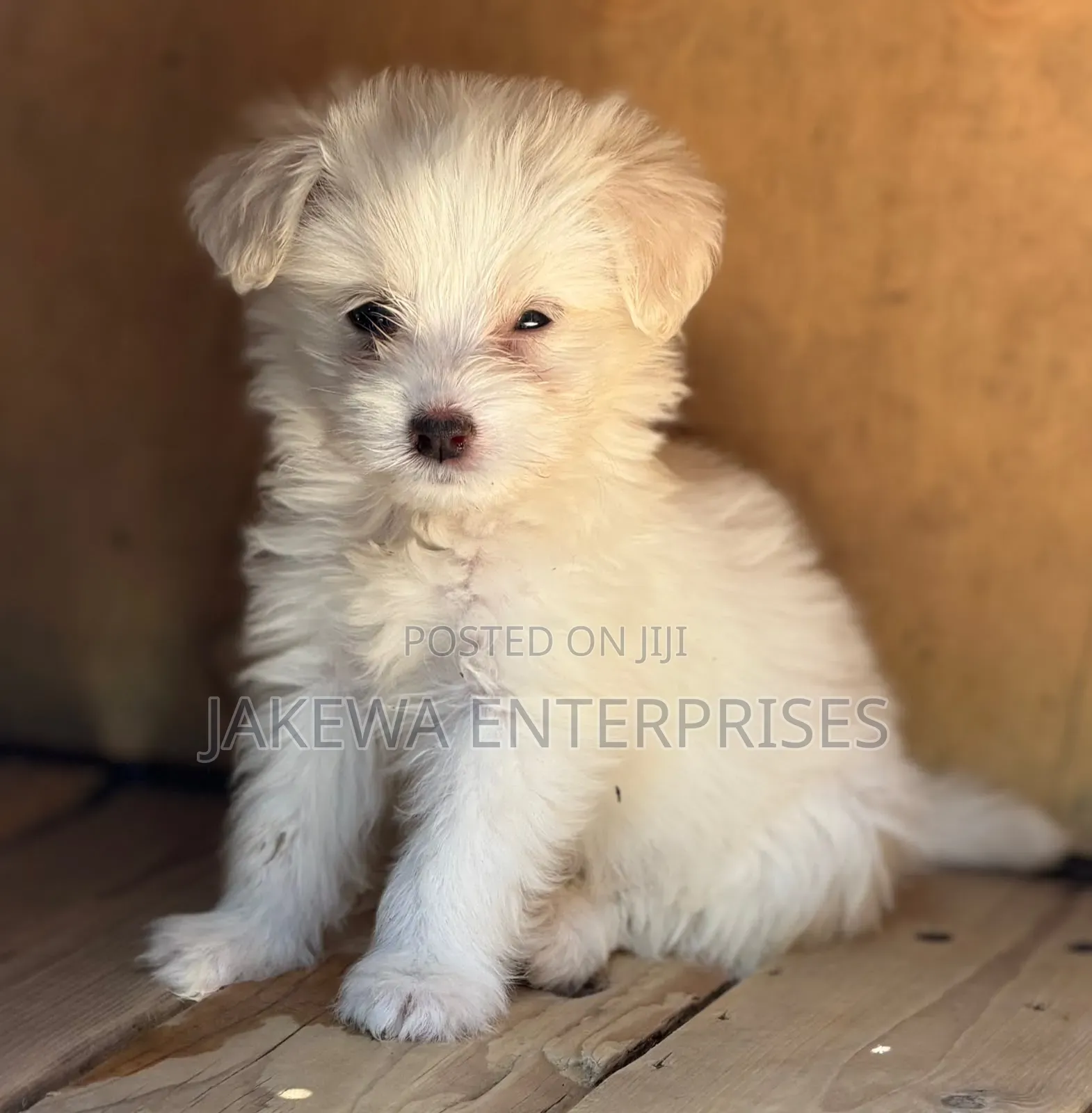 1-3 months Male Purebred Havanese
