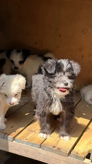1-3 months Female Purebred Havanese