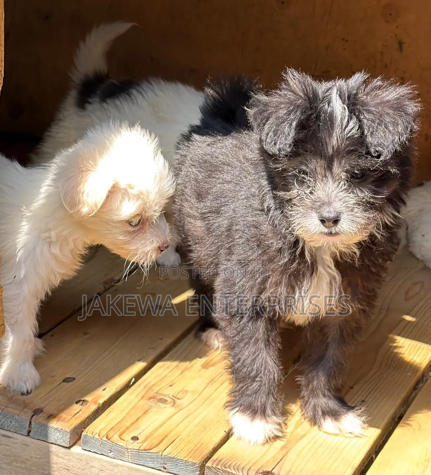 1-3 months Male Purebred Havanese